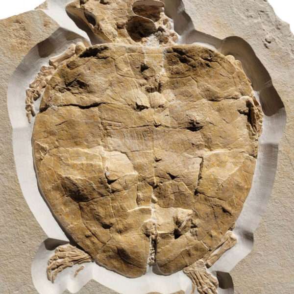 Perfect Fossil Found Of Extinct Turtle That Thrived In Tropical Germany 150…