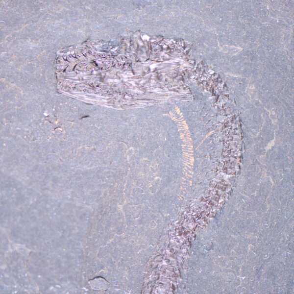  Fossil Of Previously Unknown Snake With Intact Trachea Found In Disused Quarry…