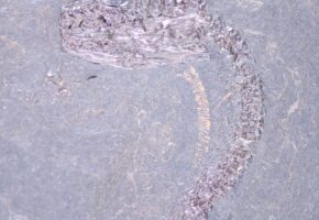  Fossil Of Previously Unknown Snake With Intact Trachea Found In Disused Quarry Earmarked As Dump