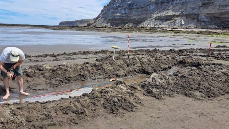  Archaeologists Uncover Stunning Fossil Footprint Of Giant Bird That Roamed Atlantic Coast Eight Million Years Ago